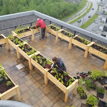 Deux horticulteurs plantent des végétaux dans une quinzaine de bacs en bois surélevés, sur la toiture d'un bâtiment.