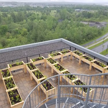 Une bonne vingtaine de bacs surélevés en bois, remplis de terre et contenant des végétaux, sont alignés sur la toiture d'un bâtiment de plusieurs étages de hauteur.