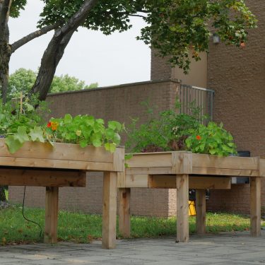 bac adapté avec plants de tomates et de capucines