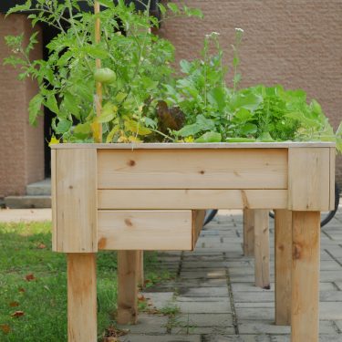bac adapté avec tomates