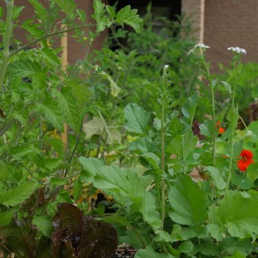 Capucine et tomate dans un bac de culture