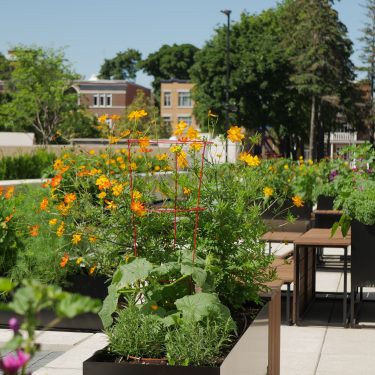 Des bacs de culture en bois et en acier foncé rempli de plants de légumes et de fleurs jaunes.