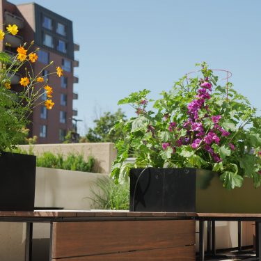 Bac de culture en bois et en acier avec un banc, des fleurs oranges et mauves en sortent.