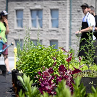 Une horticultrice et deux cuisiners discutent sur le toit du restaurant, au bout d'une rangée du jardin en pots.