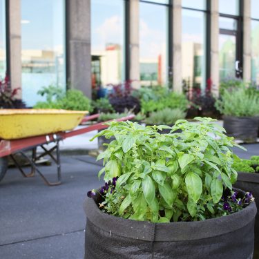 Plant de basilic en pot à l'avant-plan; plusieurs pots avec des végétaux sur la terrasse d'un immeuble vitré, avec une brouette jaune à l'arrière-plan.