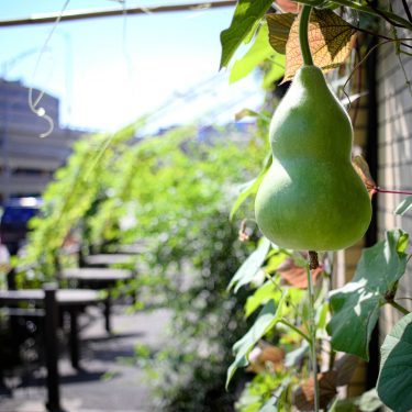 Une gourde pend de son plant. À l'arrière, la terrasse végétalisée de la Barberie et un stationnement à étages en béton.