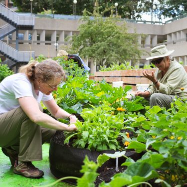 Des participant·e·s entretenant les cultures qui sont dans les smart pots.