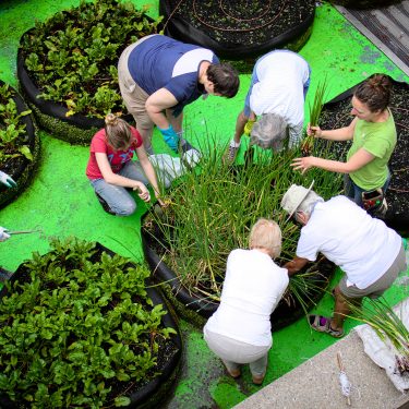 Un groupe de six femmes bénévoles sont rassemblée autour d'un grand pot de culture. Une horticultrice leur explique comment cueillir des échalotes.