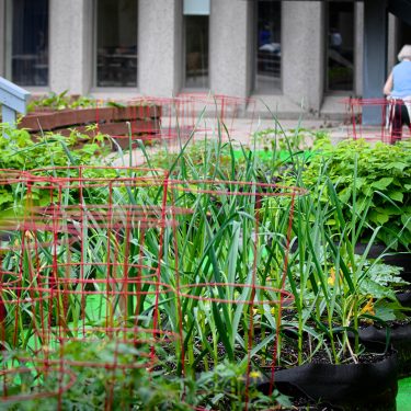 Jardin potager en pots, dans une cour intérieure bétonnée