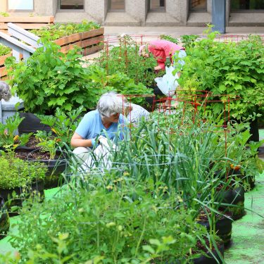 Une femme âgée est accroupie au milieu d'un potager en pots, dans une cour intérieure bétonnée