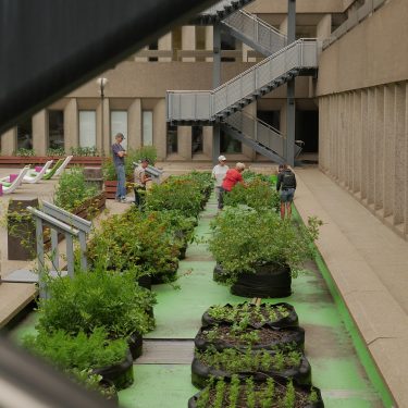 Un jardin en pots s'étend sur une surface bétonnée.