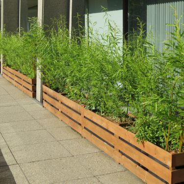 Bacs longs en bois avec des saules.