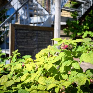 Plant de framboisier, avec une ardoise de restaurant à l'arrière-plan.