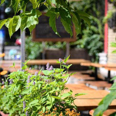 Aperçu d'une terrasse à travers la végétation qui est plantée dans des bacs sur le pourtour.