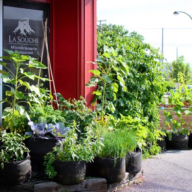 De nombreux pots contenants tout de sorte de verdures sont disposées devant une porte, à l'entrée d'un bâtiment.