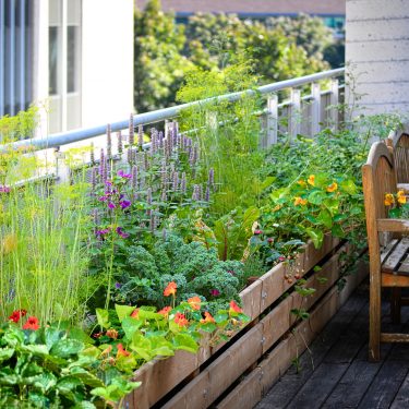 Le long d'une terrasse surélevée, un long bac en bois contient des dizaines de plantes aux fleurs colorées et au feuillage vert vif. Deux bancs de bois permettent de s'asseoir juste à côté.