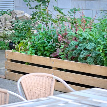 Un bac de bois contient du kale, de l'amaranthe, de l'agastache et de la bette à carde, derrière une table et des chaises.