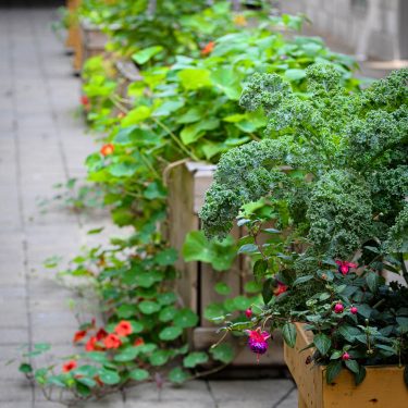 Le long d'un couloir extérieur pavé, des bacs de bois contiennent du kale, des capucines, de l'agastache et de nombreuses autres plantes.