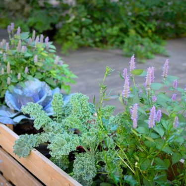Un chou rouge, du kale et de l'agastache poussent dans un bac de bois.