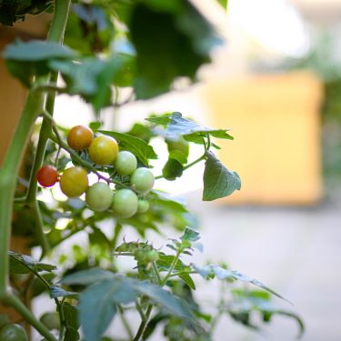 Une grappe de tomates cerises mûrit sur son plant, dans une cour intérieure bétonnée.