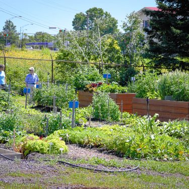 Vue d'ensemble du jardin communautaire. Deux personnes âgées dicsutent au fond du jardin.