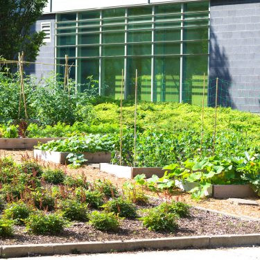 Plusieurs rangées de culture d'un potager, à côté d'un bâtiment urbain.