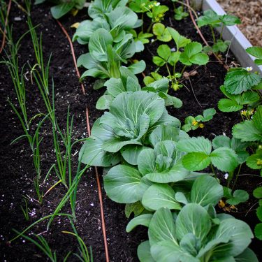 Rangées d'échalotes, de tatsoi et de fraises dans un jardin.