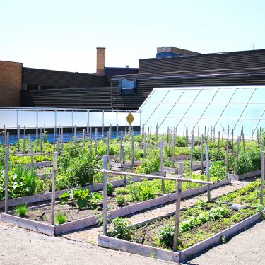 Parcelles de jardin communautaire sur le toit du Cégep Limoilou. La verrière de la bibliothèque est visible à l'arrière.