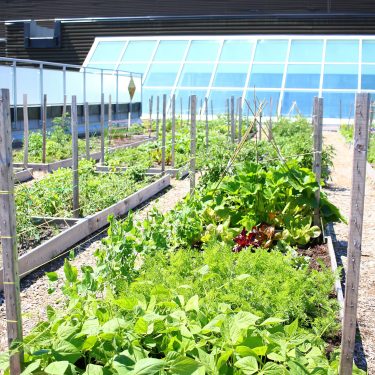 Parcelles de jardin communautaire sur le toit du Cégep Limoilou. La verrière de la bibliothèque est visible à l'arrière.