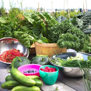 Les récoltes du jour sur une table à pique-nique : concombres, framboises, bleuets, gadelles, kale, bette à carde, ciboulette et pâtissons.