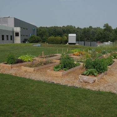 3 rangées de lits de culture remplis de plants de légumes et des fleurs. Une bâtisse grise au loin.