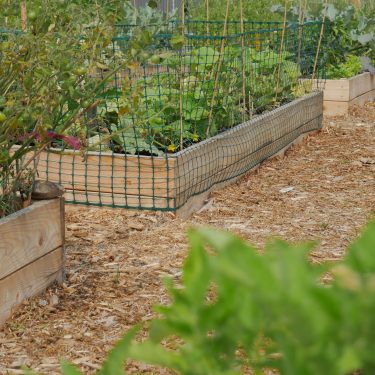 Gros plan sur un lit de culture entouré d'un trellis à oiseaux.