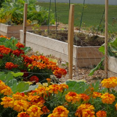 fleurs, lits de culture, grillage et clôture à marmotte_