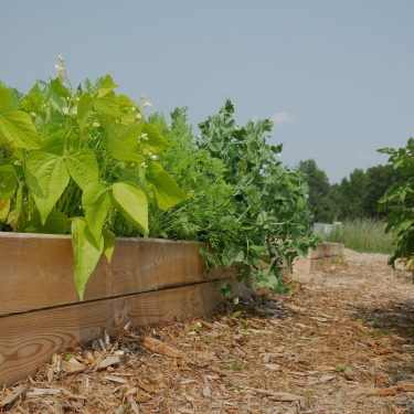 Gros plan sur un lit de culture avec des haricots et des tomates.
