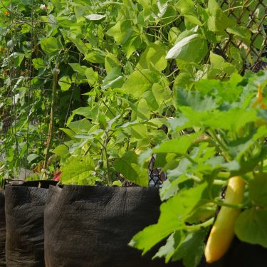 Smart pot avec légumes