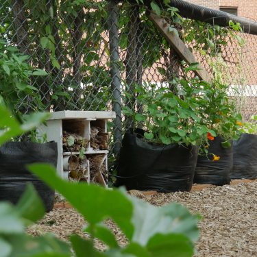 smartpots et hotel à insect