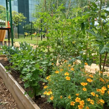 Bac avec fleurs et légumes, certains grimpants sur des tuteurs