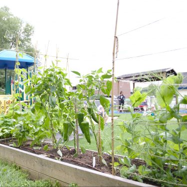 bac bas avec poivrons tuteurés