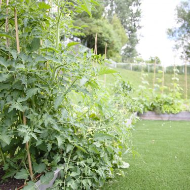 Tomates tuteurées au premier plan
