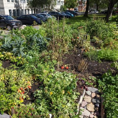 Un jardin communautaire regorge de toutes sortes de végétaux, dont du kale et des tomates. Le jardin est situé juste à côté d'un stationnement.