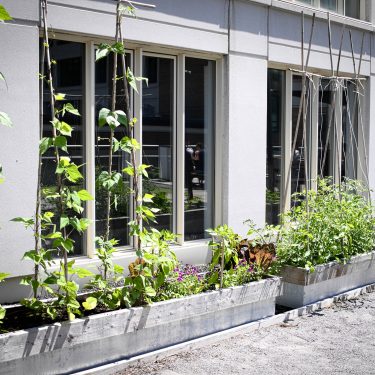 Plate-bande potagère devant un bâtiment.