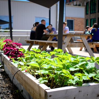 Plants de fraises dans une plate-bande potagère. À l'arrière-plan, de jeunes adultes sont assis à une table à pique-nique.
