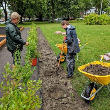 Deux horticulteurs plantent des bleuetiers sous la pluie.