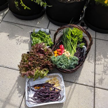 Trois bacs contiennent les récoltes du jour : de la laitue, du kale, des tomates, des haricots, des cerises de terre.