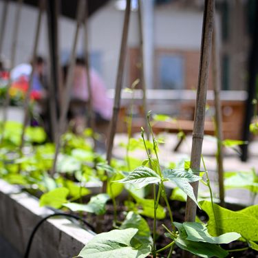 Gros plan sur un plant de haricot qui commence à pousser dans une plate-bande potagère. À l'arrière-plan, de jeunes adultes sont assis à une table à pique-nique.