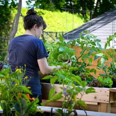 Une horticultrice entretien les jardinets plantés dans des bacs surélevés.