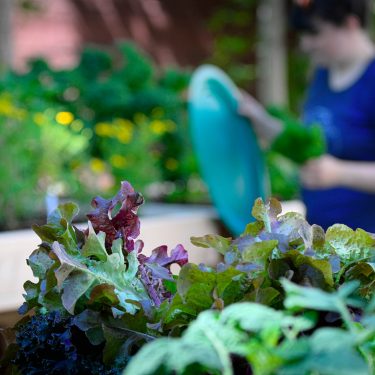 Gros plan sur diverses verdurettes. À l'arrière, une horticultrice entretien des jardinets.