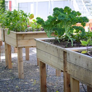 Divers plants de légumes, dont un chou de kale, poussent dans des bacs de culture surélevés en bois.