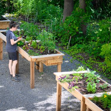 Une horticultrice entretien les jardinets plantés dans des bacs surélevés.