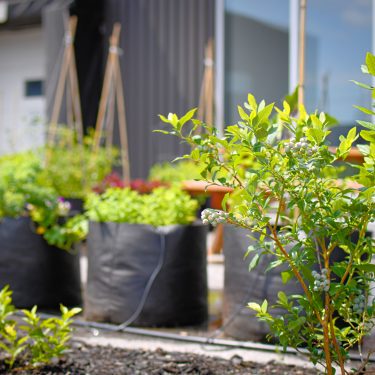 Petit bleuetier à l'avant-plan; rangée de pots remplis de végétaux devant un bâtiment industriel à l'arrière-plan.
